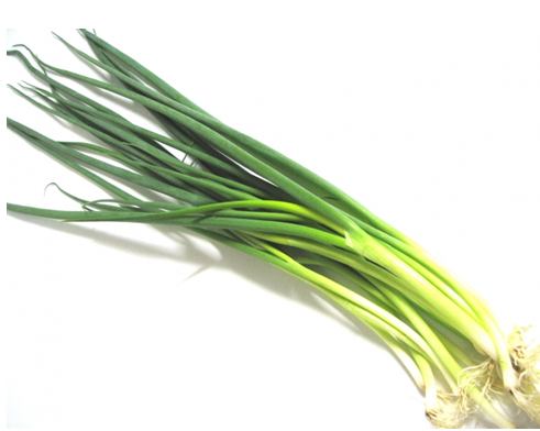 福岡の博多ネギ