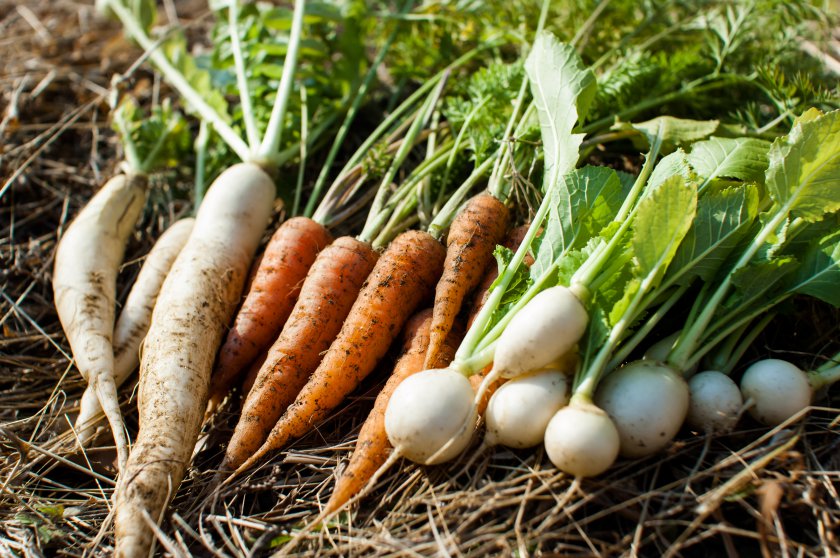 ボランティア体験