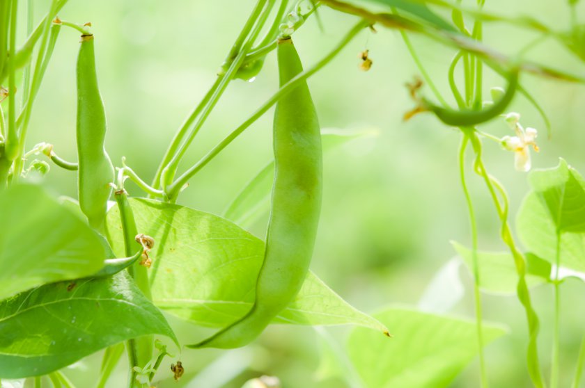 熊本八代のトマト